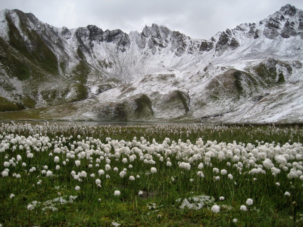 Lac et montagnes à Tignes bordés d'un champ de fleurs de coton blanches 