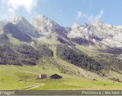 Jardin de montagne : quelles plantes choisir ?